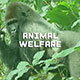 Course animal welfare