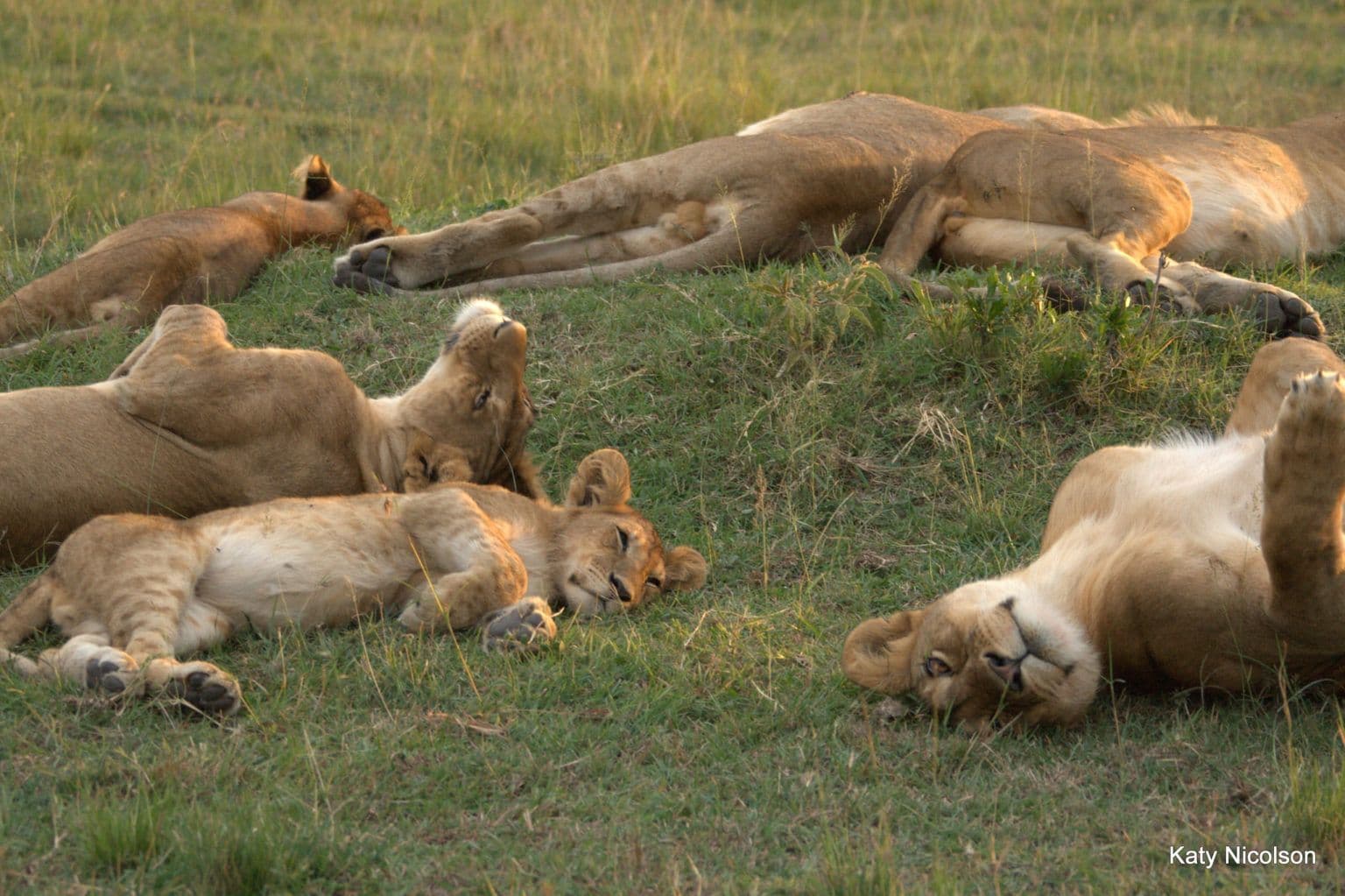 Illustration Les 4 aspects fondamentaux qui influencent le bien-être animal