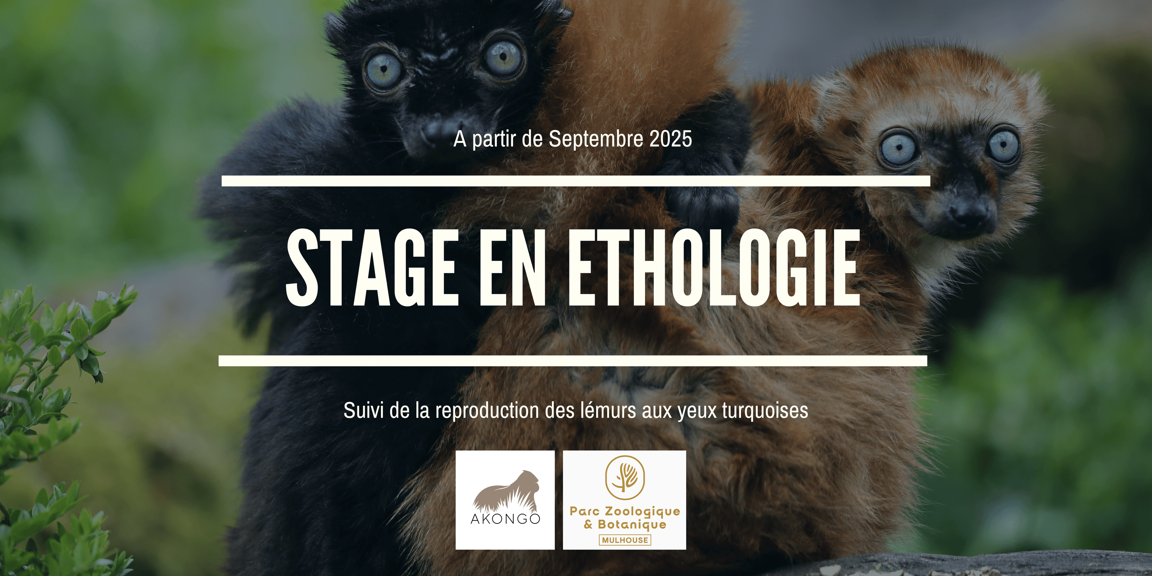 Illustration Offre de stage - Suivi de la reproduction des lémurs aux yeux turquoises