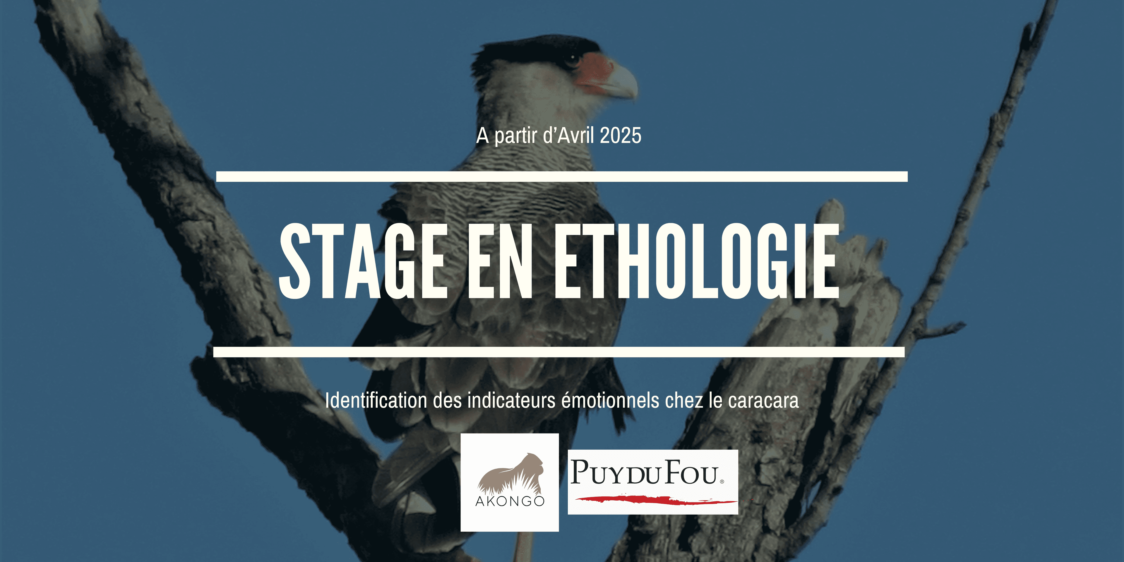 Illustration Offre de stage - Identification des indicateurs émotionnels chez le caracara