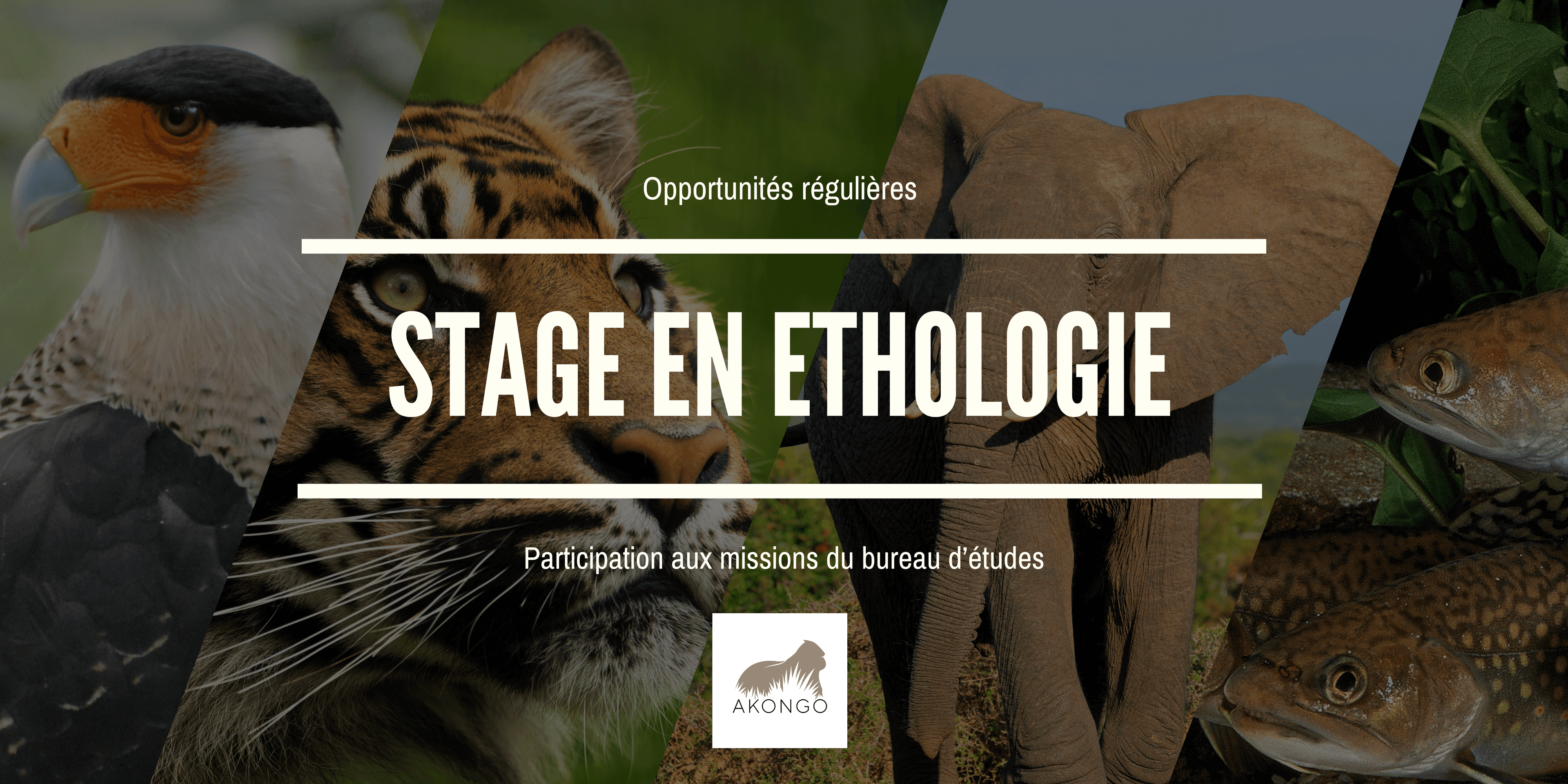 Illustration Offre de stage - Participation aux missions du bureau d'études