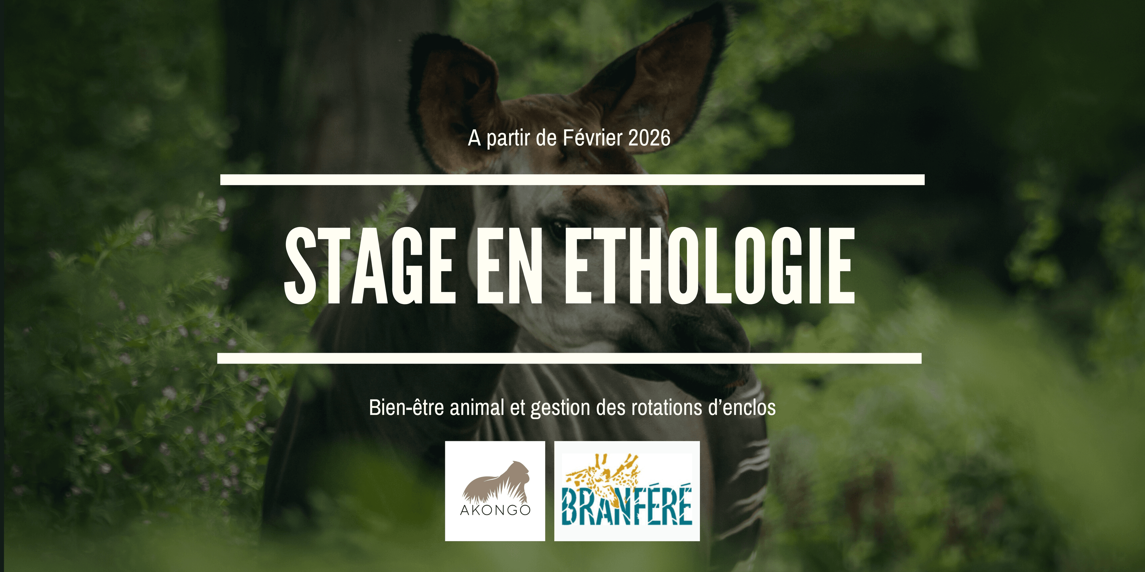Illustration Offre de stage - Bien-être animal et gestion des rotations d’enclos : une approche comparative chez plusieurs espèces en parc zoologique