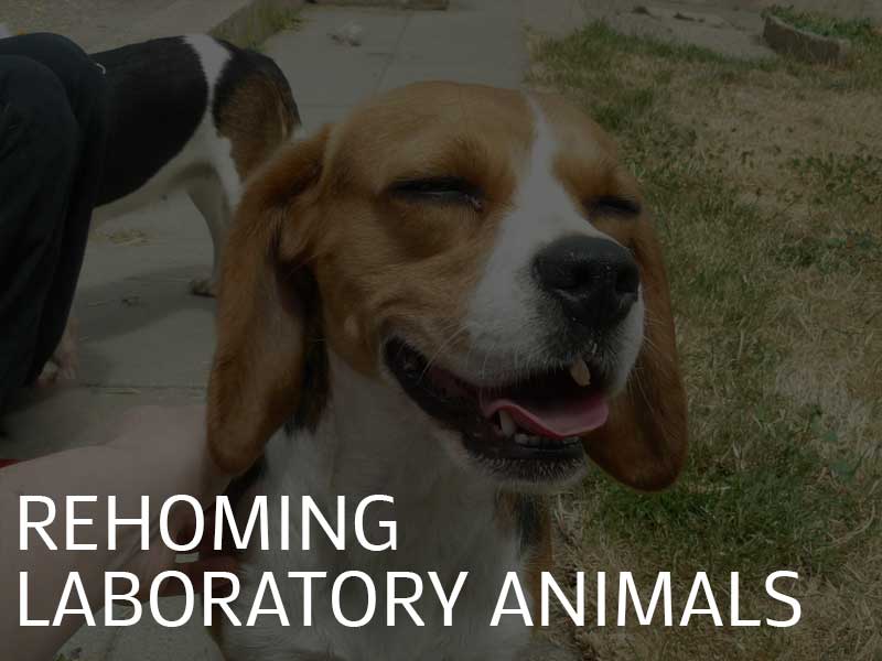 Rehoming laboratory animals illustration