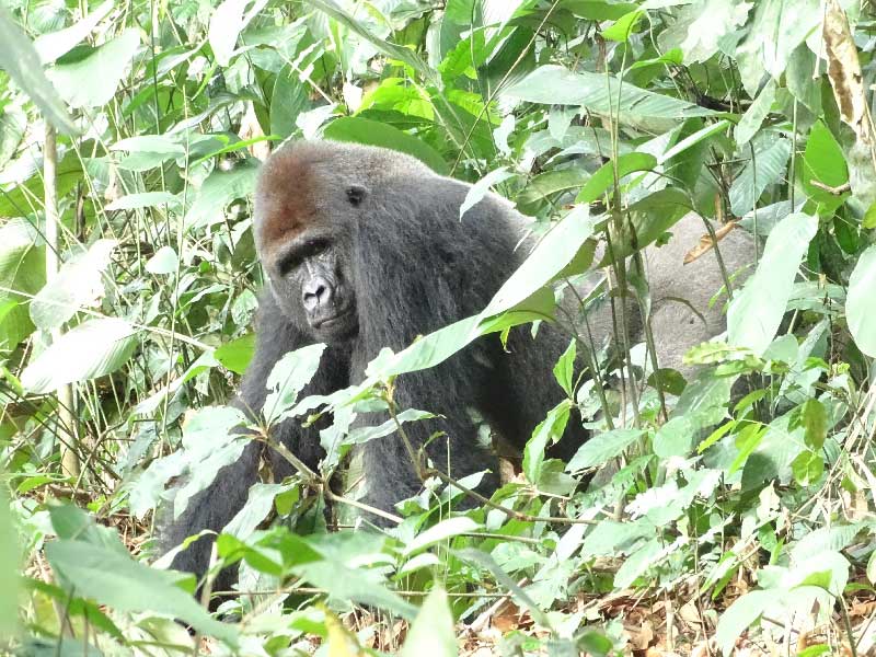 Amélie Romain experience with gorillas 2