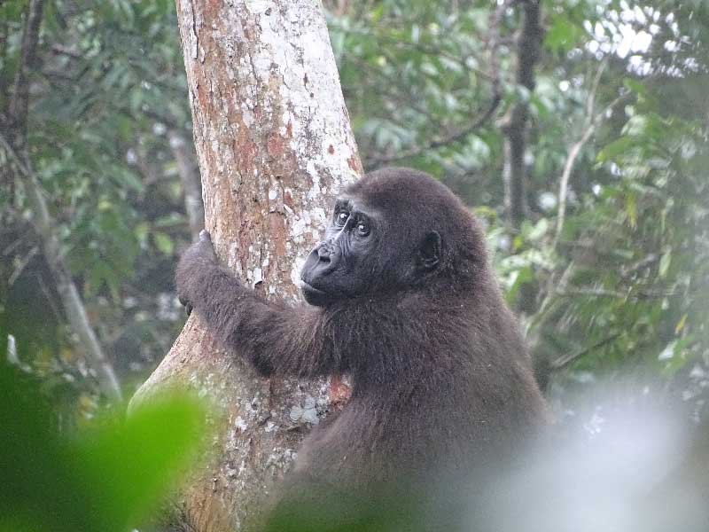 Amélie Romain experience with gorillas 6