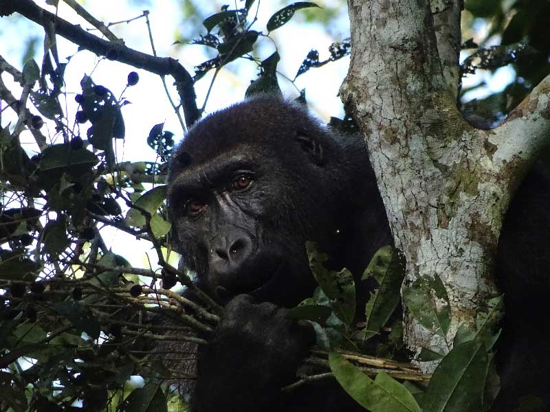 Amélie Romain experience with gorillas 6